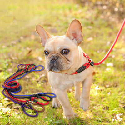 Dog Leash Collection